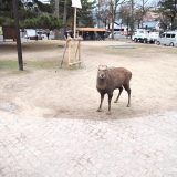 10年ぶりぐらいに奈良公園に行った